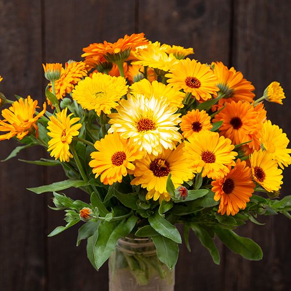 CALENDULA 'Pacific Beauty Mix' --Calendula officinalis--