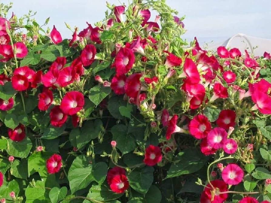 MORNING GLORY 'Scarlet O'hara'
