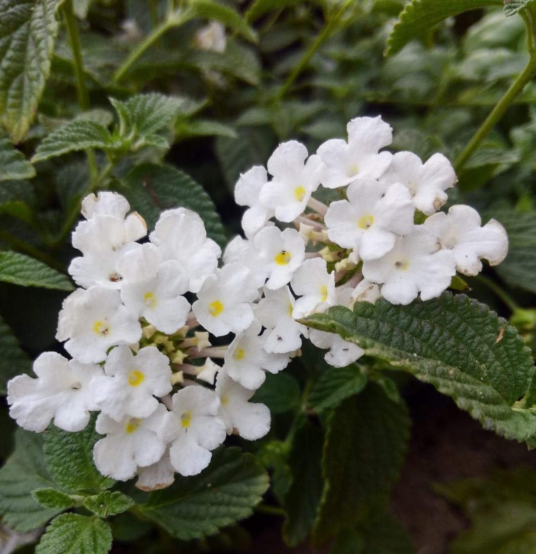 Lantana montevidensis --White Trailing Lantana--