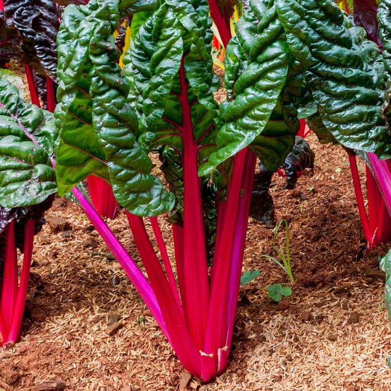 CHARD 'Magenta Sunset'