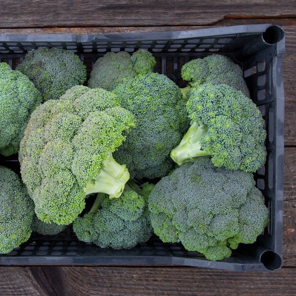 BROCCOLI 'Rasmus'