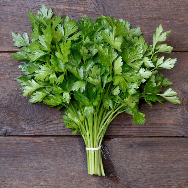 PARSLEY 'Hilmar' --Petroselinum crispum--