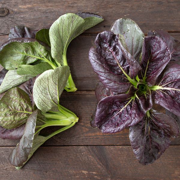 ASIAN GREENS 'Scarlet Tat Soi'