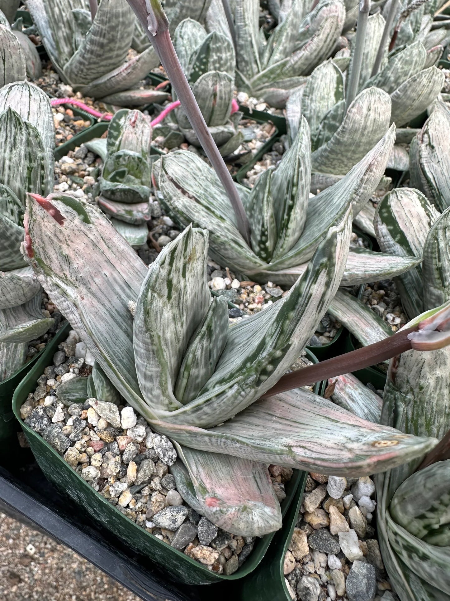 Gasteria 'Sakura fuji'