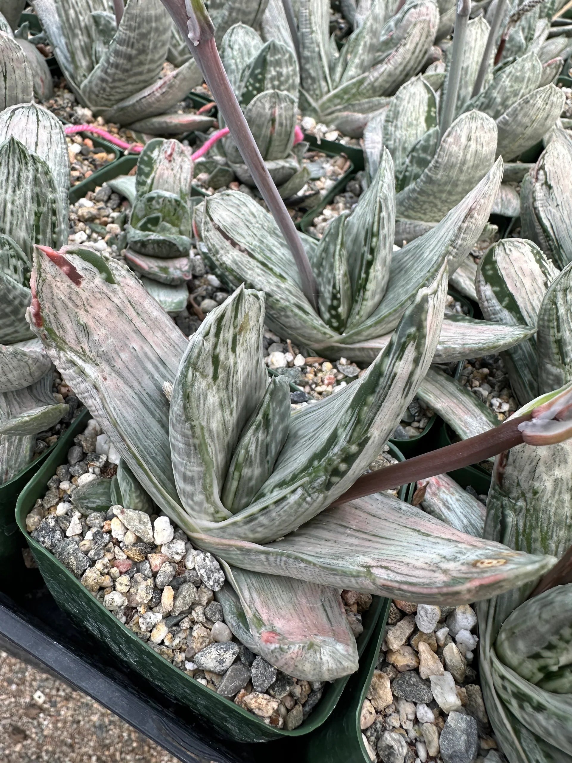 gasteria succulent flower Gasteria 'Sakura fuji'