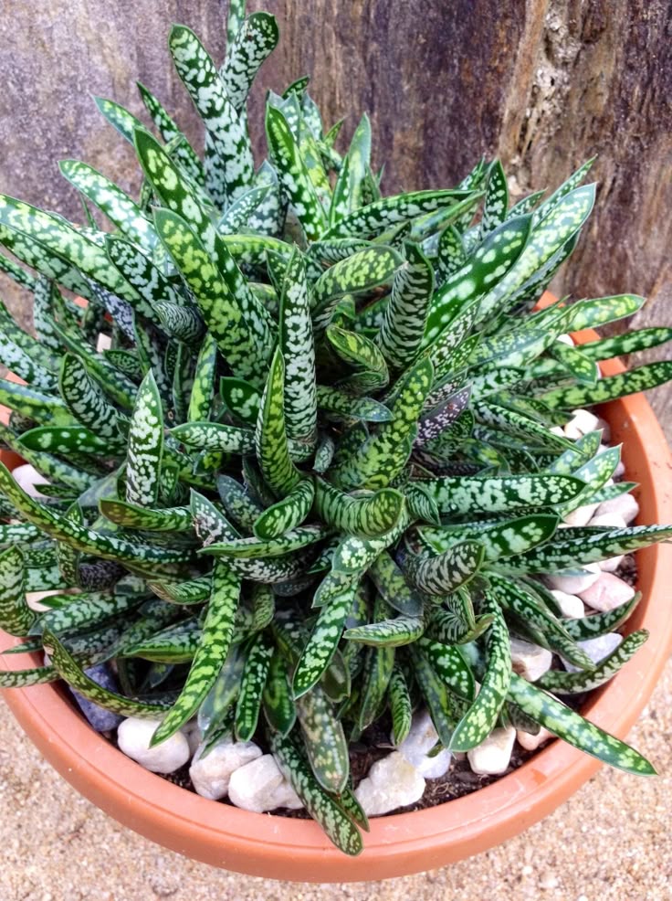 Gasteria bicolor var. liliputana --Dwarf Ox Tongue--