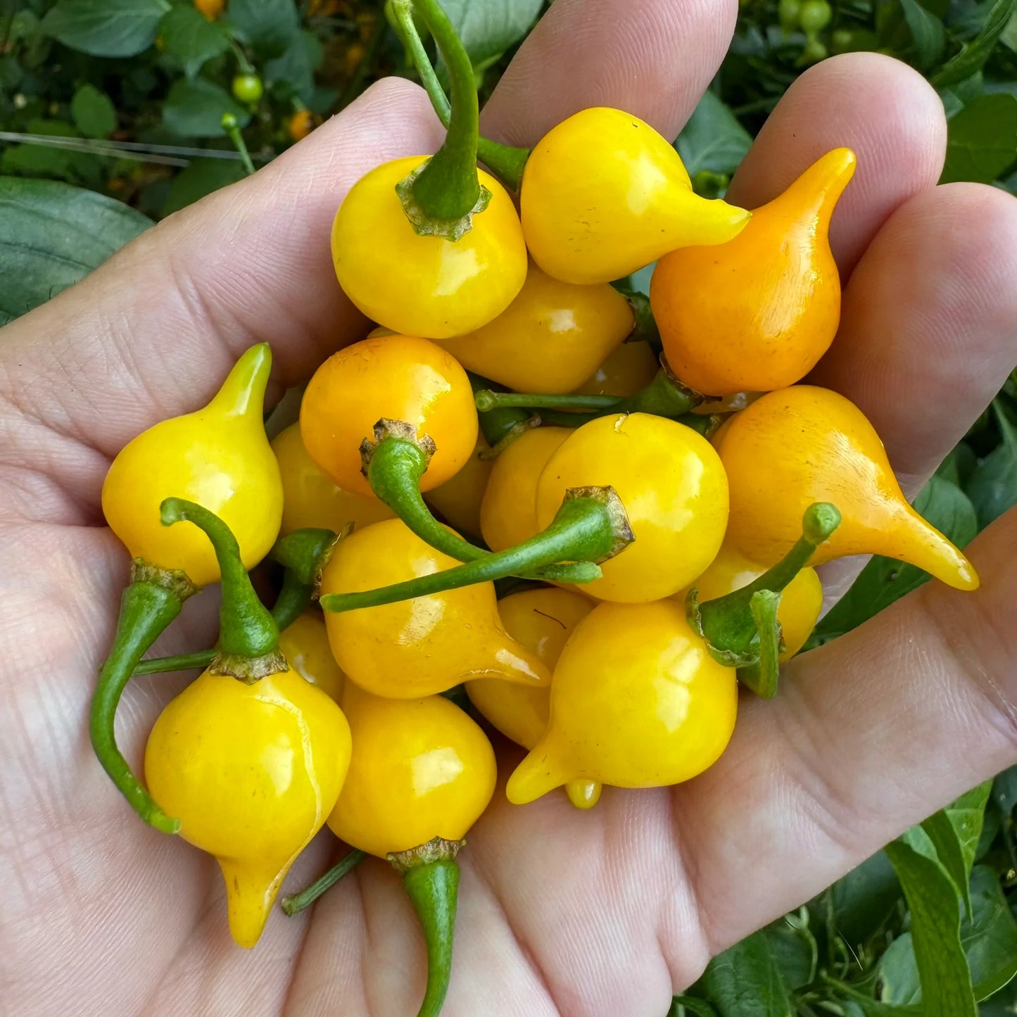 PEPPER 'Biquinho Yellow'