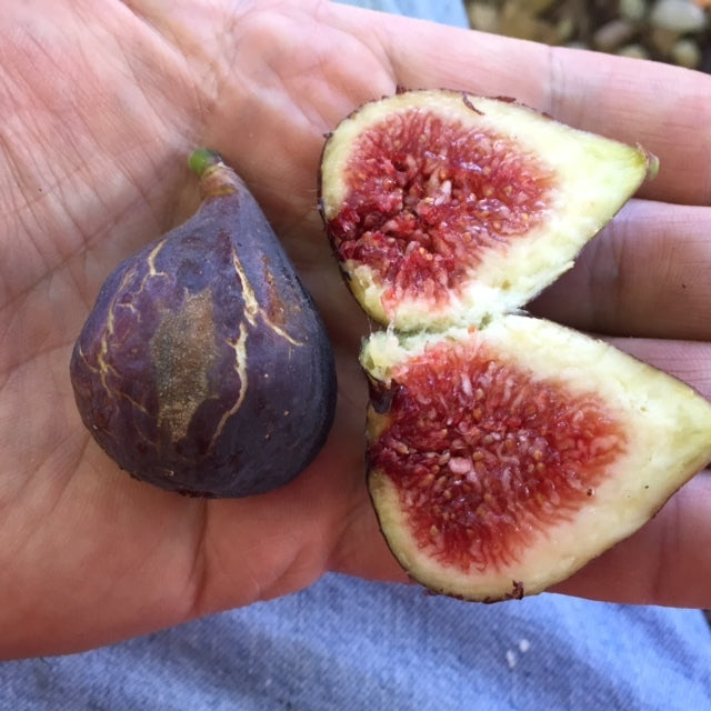 FIG 'Natalina' --Ficus carica--