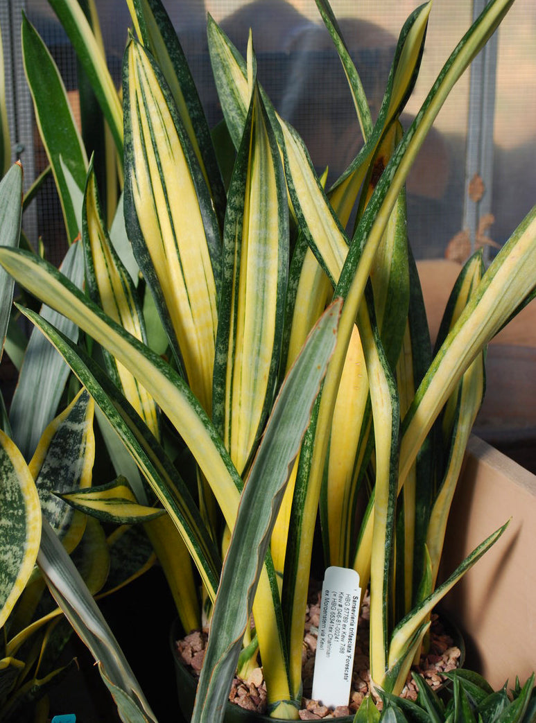 Sansevieria trifasciata --Pulsar Snake Plant--