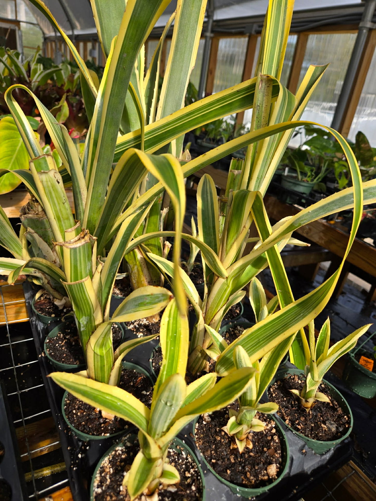 Aechmea nudicaulis albo-marginata --Yellow Variegated Bromeliad--