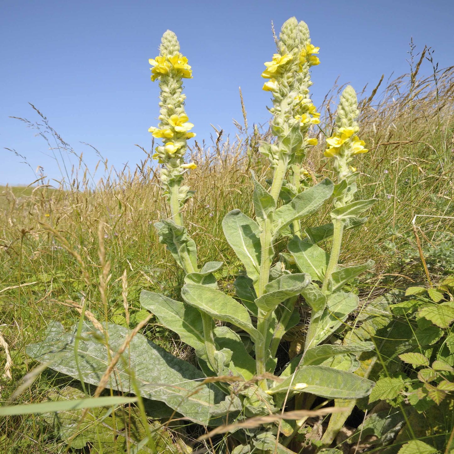 MULLEIN 'Great' --Verbascum thapsus--