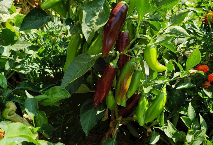 PEPPER 'Brown Jalapeño'