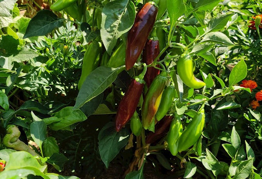 PEPPER 'Brown Jalapeño'