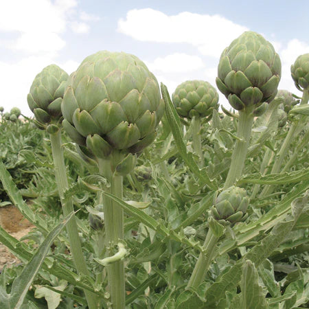 ARTICHOKE 'Wonder'