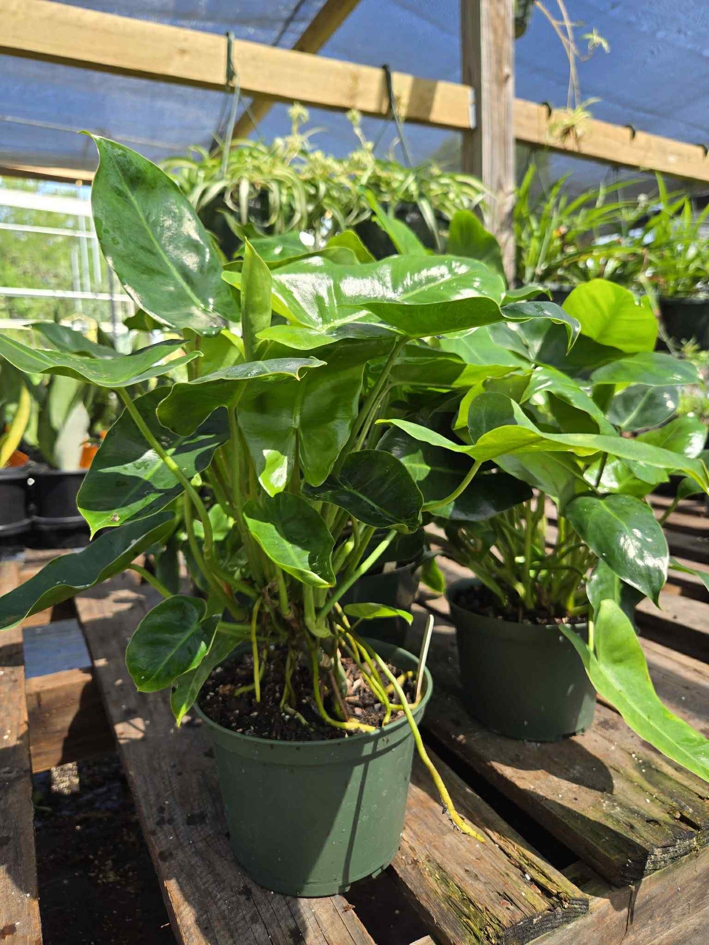 Philodendron 'Burle Marx'
