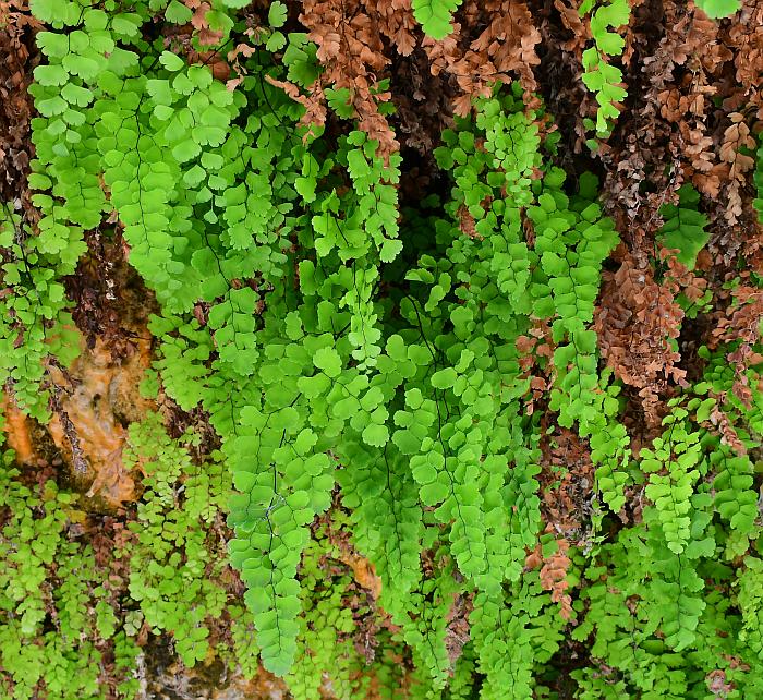 Adiantum capillus-veneris --Maidenhair Fern--