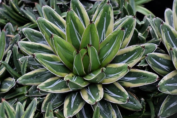 Agave victoriae-reginae 'Sasanoyuki Shiro Fukurin' --Creamy Edge Queen Victoria Agave--