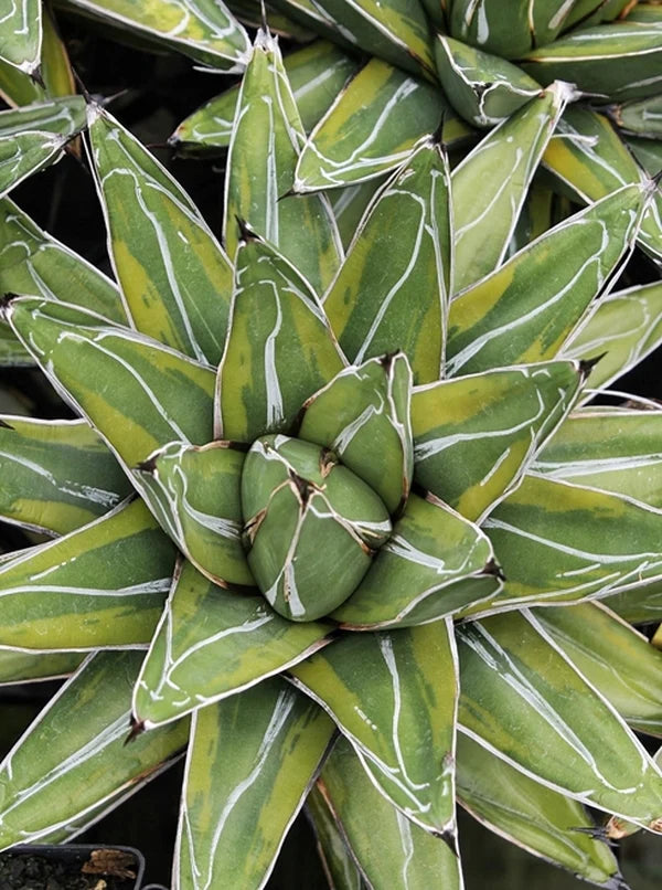 Agave victoriae-reginae --Tora Fu Queen Victoria Agave--