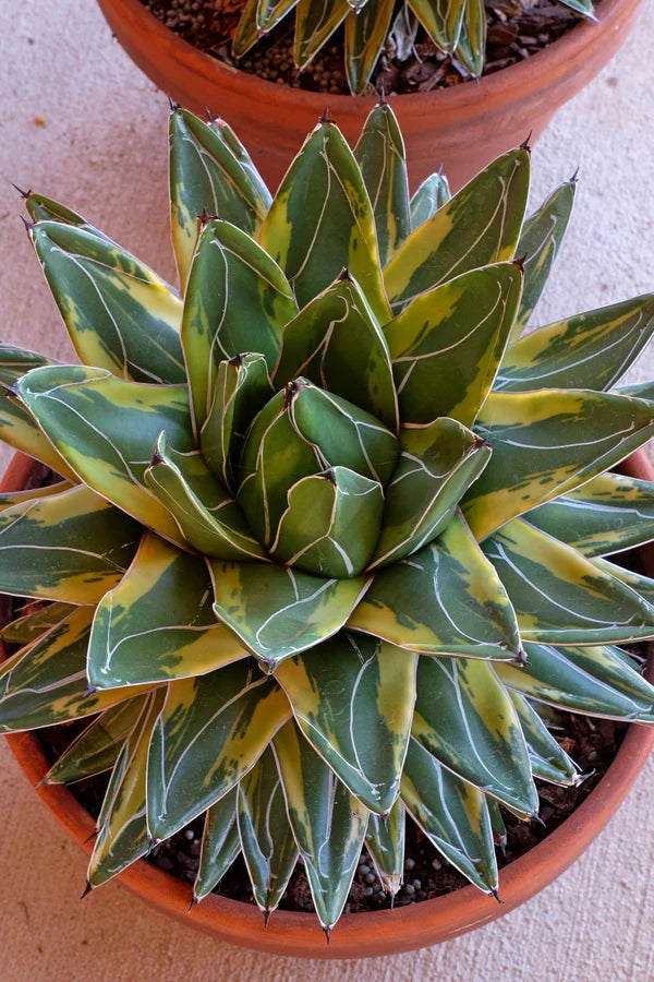 Agave victoriae-reginae --Tora Fu Queen Victoria Agave--