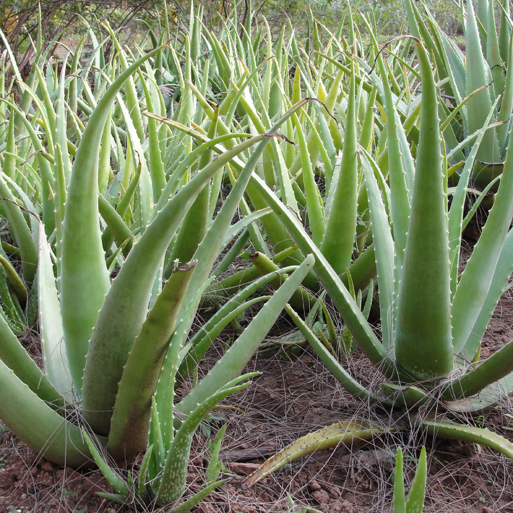 ALOE VERA 'Large-Leaf' --Aloe barbadensis--