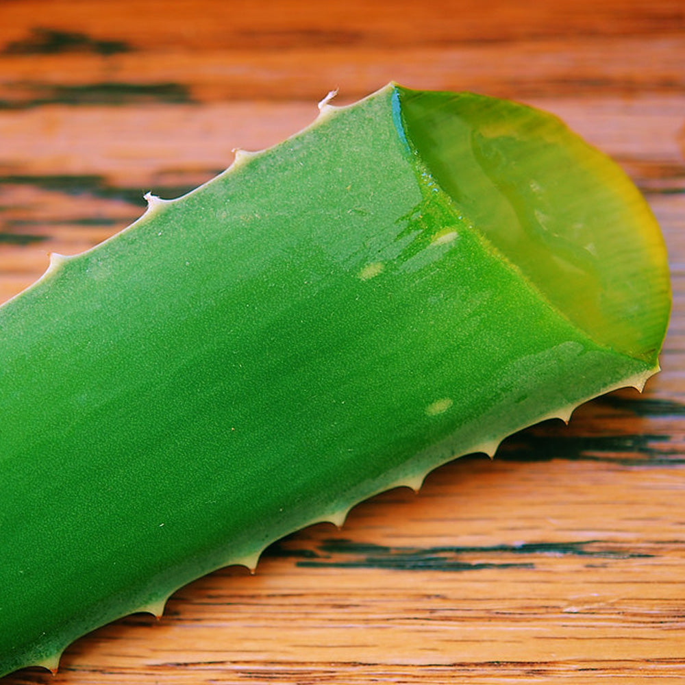 ALOE VERA 'Large-Leaf' --Aloe barbadensis--