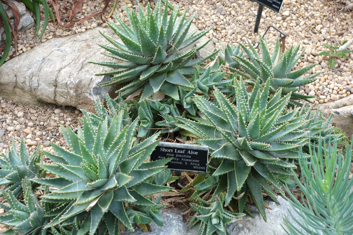 short aloe vera plant Aloe brevifolia --Short-Leaved Aloe--