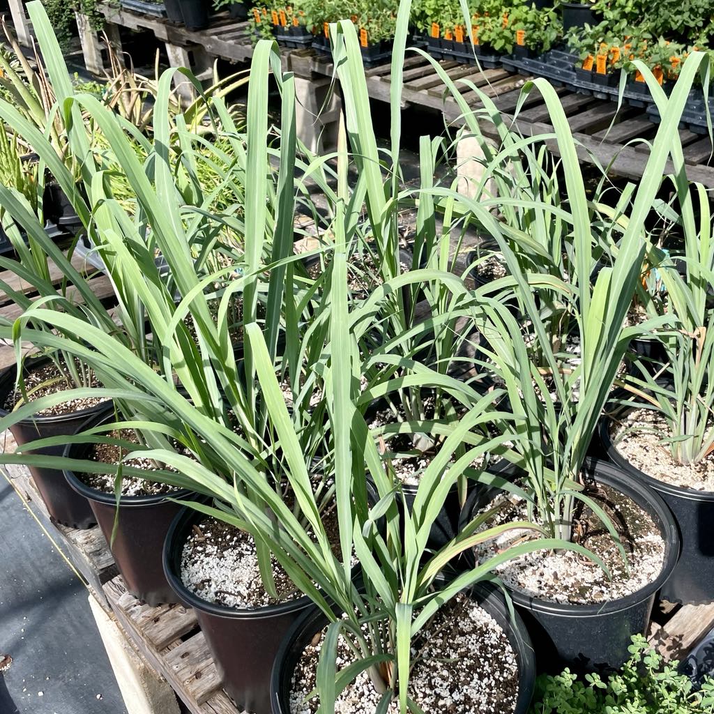 LEMONGRASS 'Citratus' --Cymbopogon citratus--
