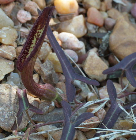 Aristolochia watsonii --Watson's Pipevine--