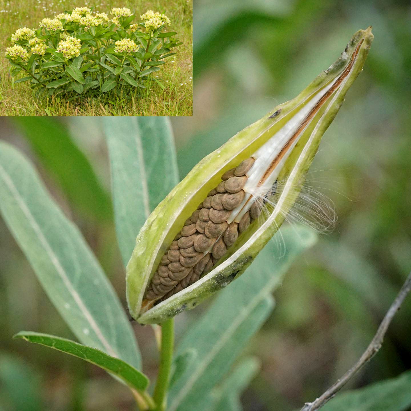 Asclepias viridis --Green Antelopehorn Milkweed--