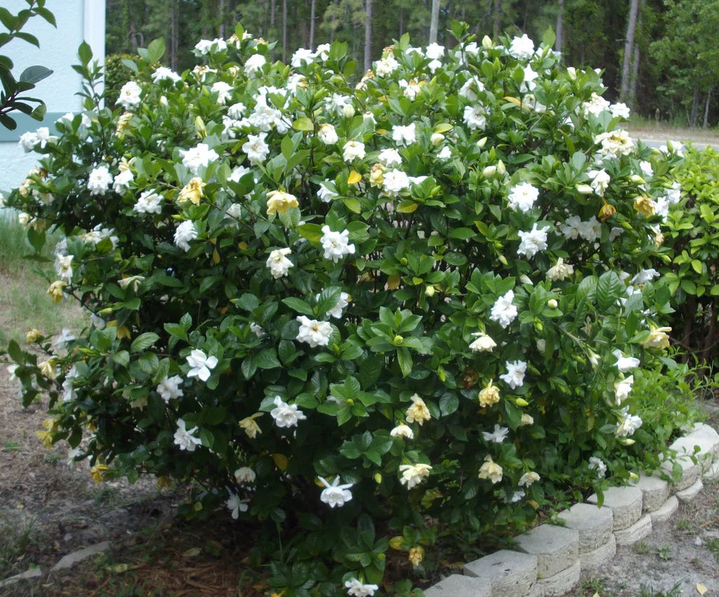 Gardenia jasminoides --August Beauty Gardenia--