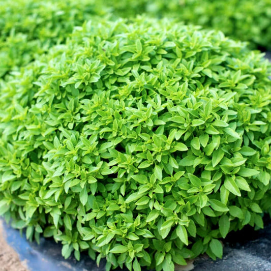 BASIL 'Greek Globe' --Ocimum basilicum 'Minimum'--