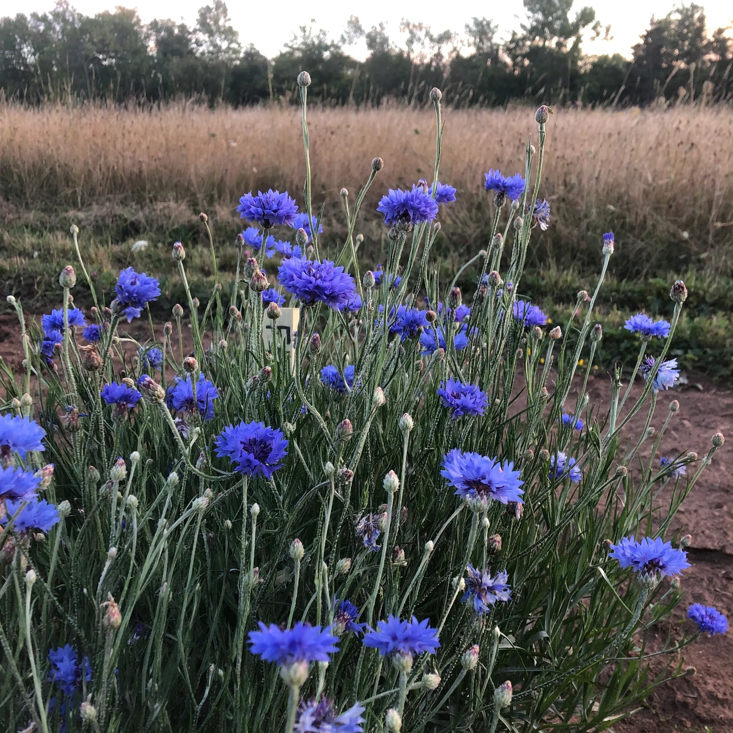 BACHELOR'S BUTTON 'Blue Boy'