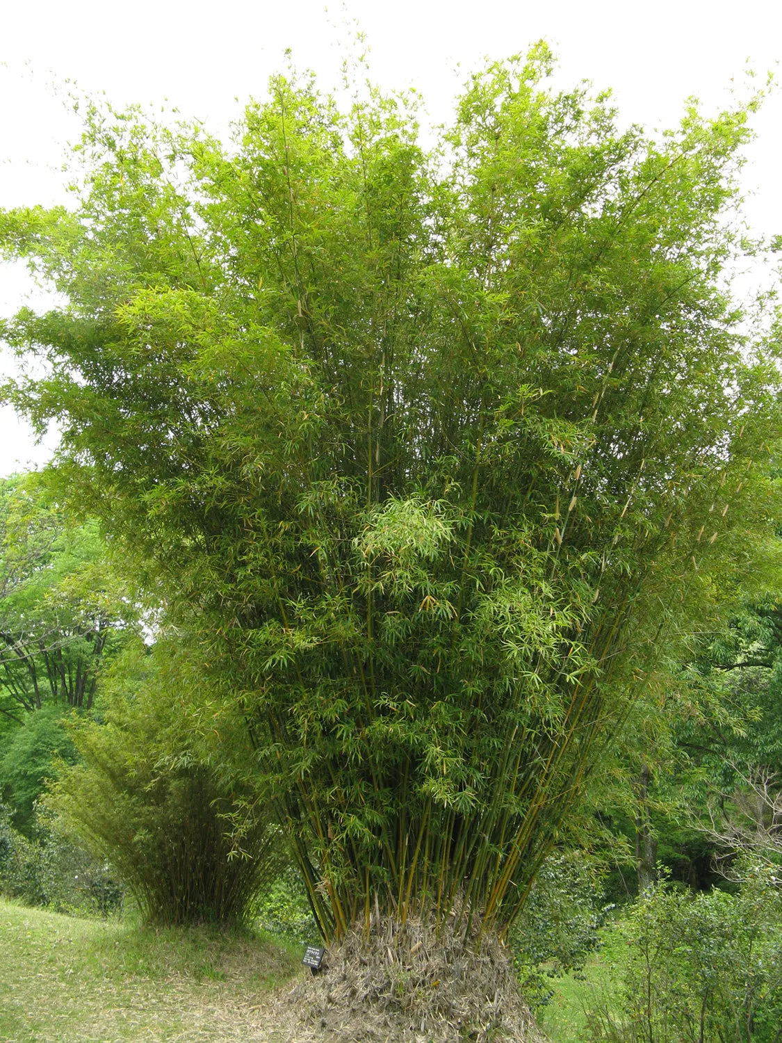 Bambusa multiplex 'Riviereorum' --Chinese Goddess Clumping Bamboo--