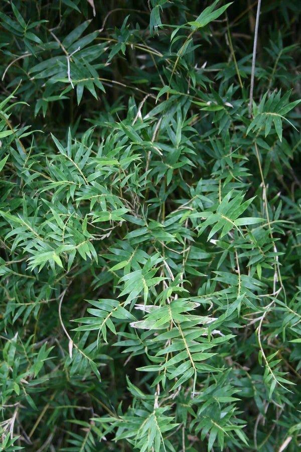 Bambusa multiplex 'Riviereorum' --Chinese Goddess Clumping Bamboo--