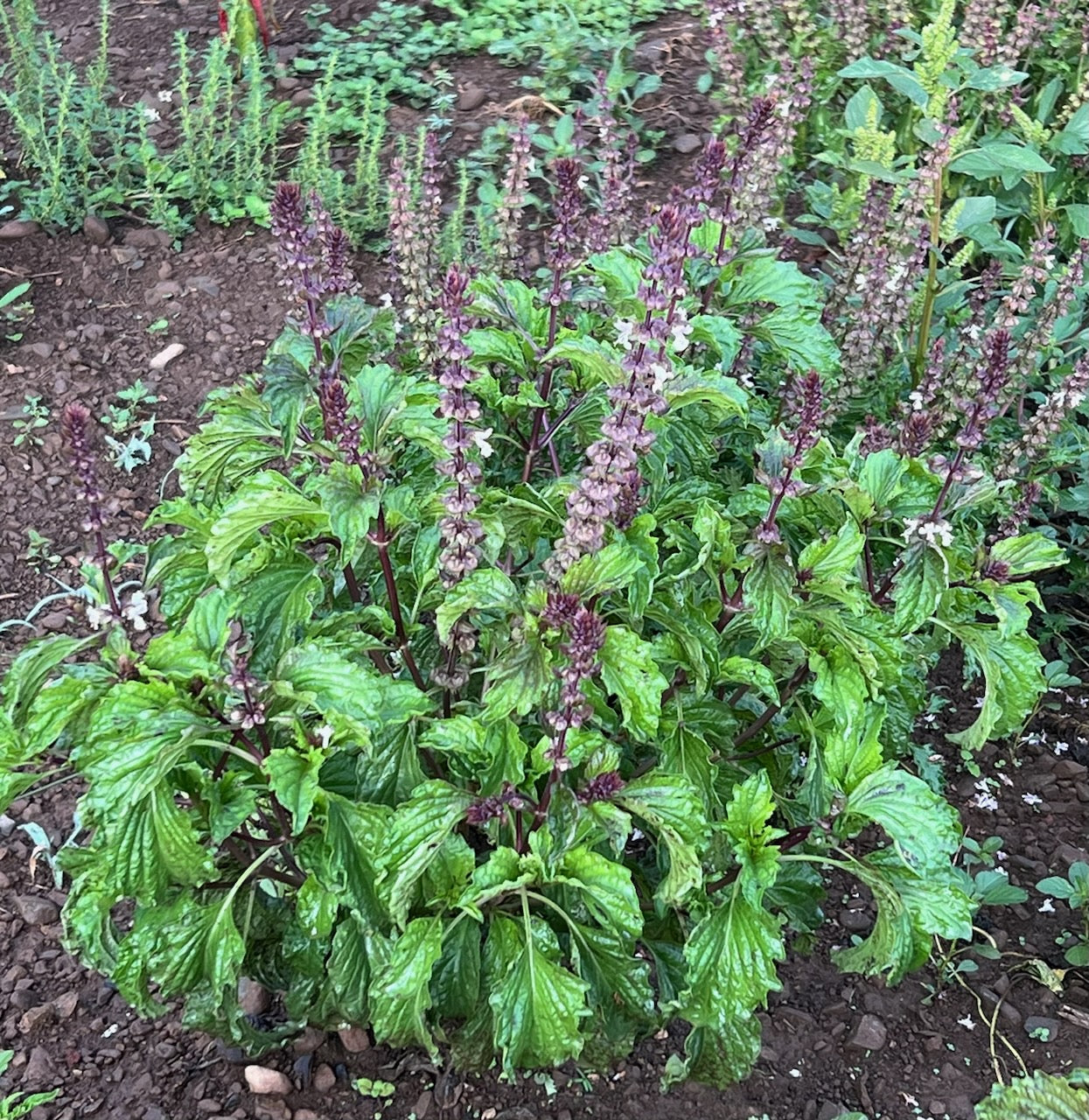 BASIL 'Mrihani' --Ocimum basilicum--