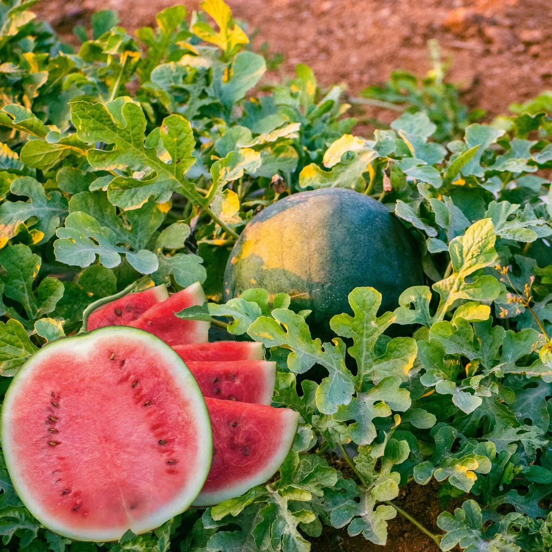 MELON 'Blacktail Mountain Watermelon'