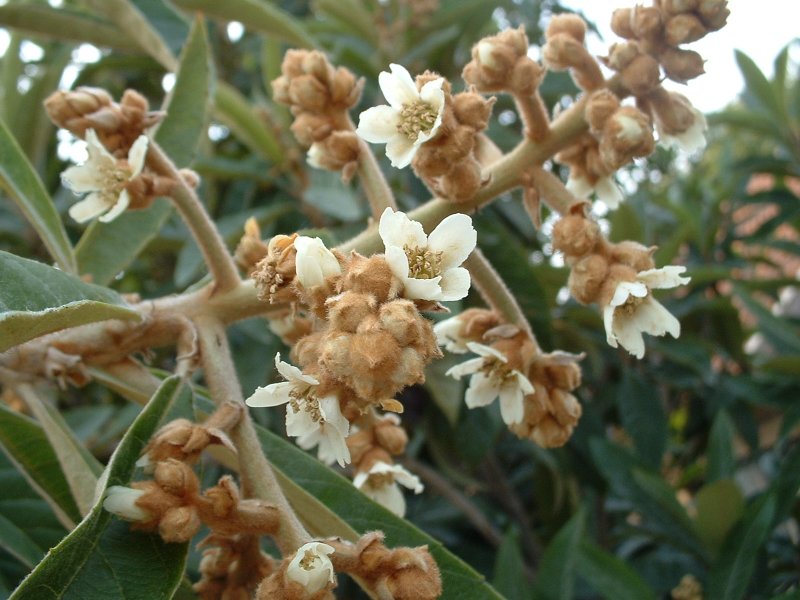LOQUAT --Eriobotrya japonica--