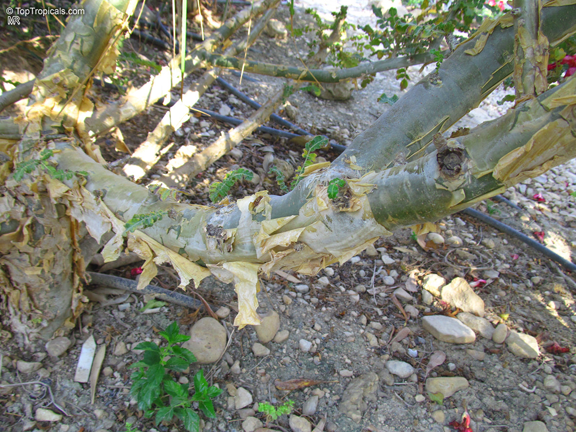 FRANKINCENSE 'True' --Boswellia sacra--