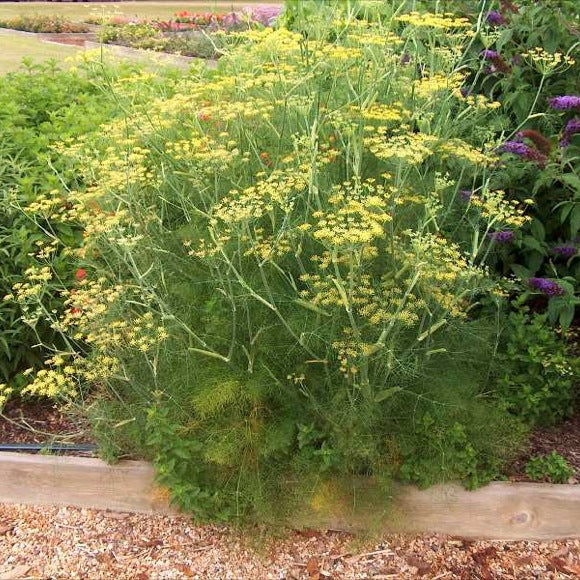 DILL 'Bouquet' --Anethum graveolens--