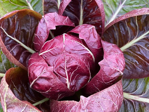 RADICCHIO 'Braci Ardenti'