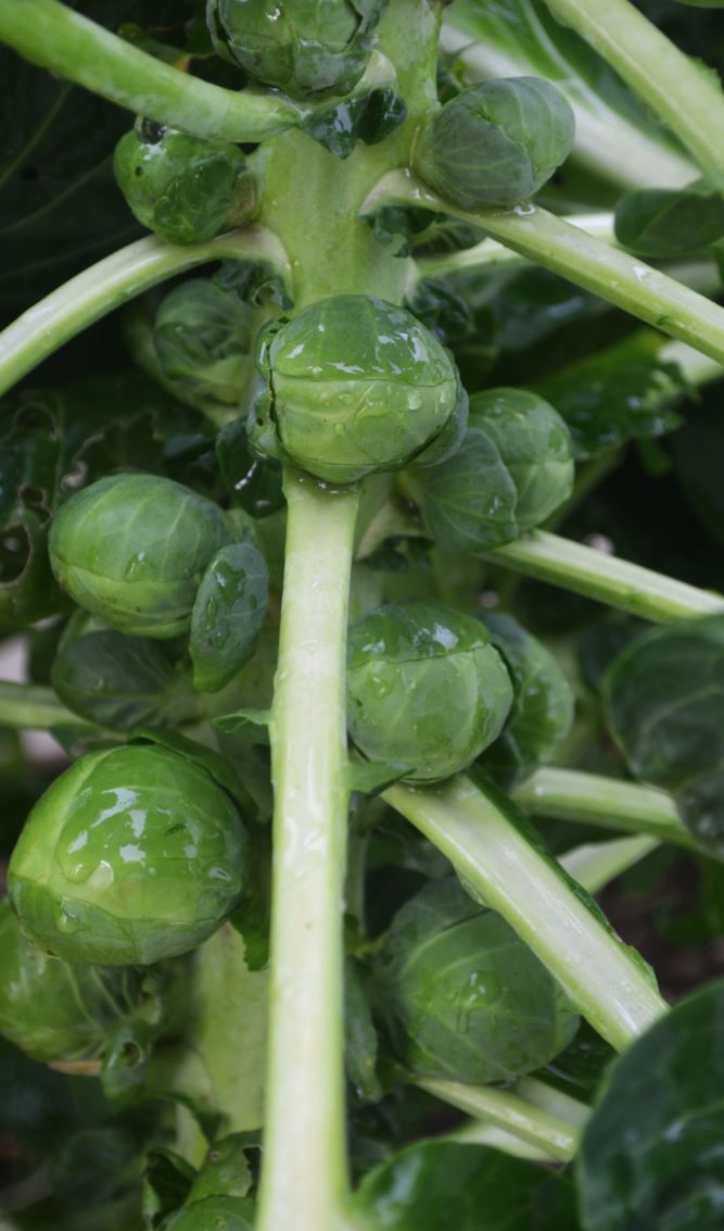 BRUSSELS SPROUT 'Nautic'