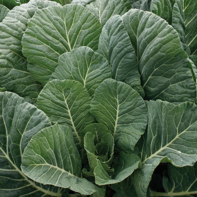 COLLARDS 'Top Chop'