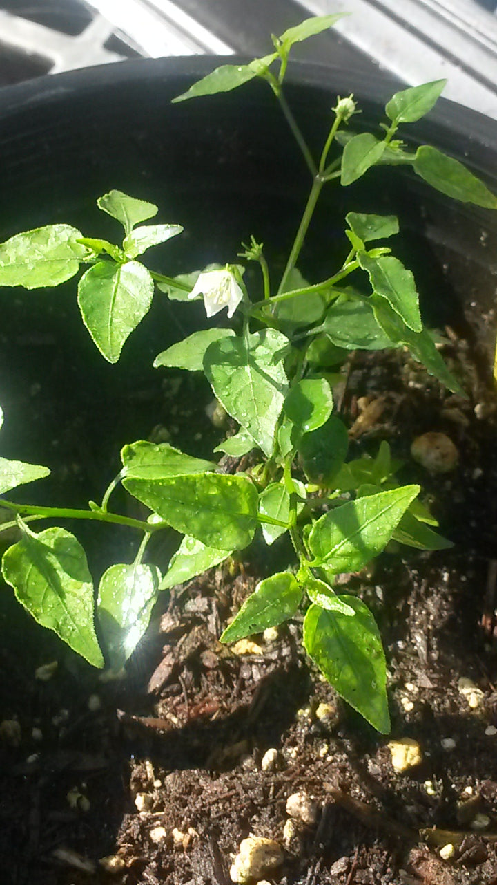 PEPPER 'Puta Madre' --Capsicum chacoense--