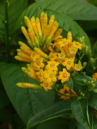 Cestrum nocturnum --Golden Jessamine--