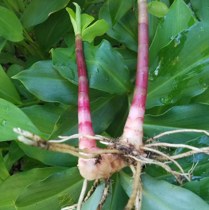 INSULIN PLANT --Chamaecostus cuspidatus--