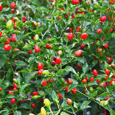 PEPPER 'Chile Pequin'