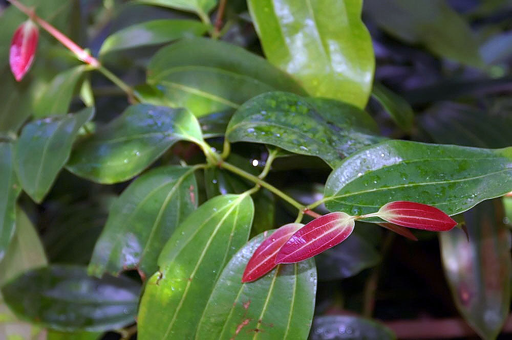 ceylon cinnamon plant CINNAMON 'Ceylon' --Cinnamomum verum--