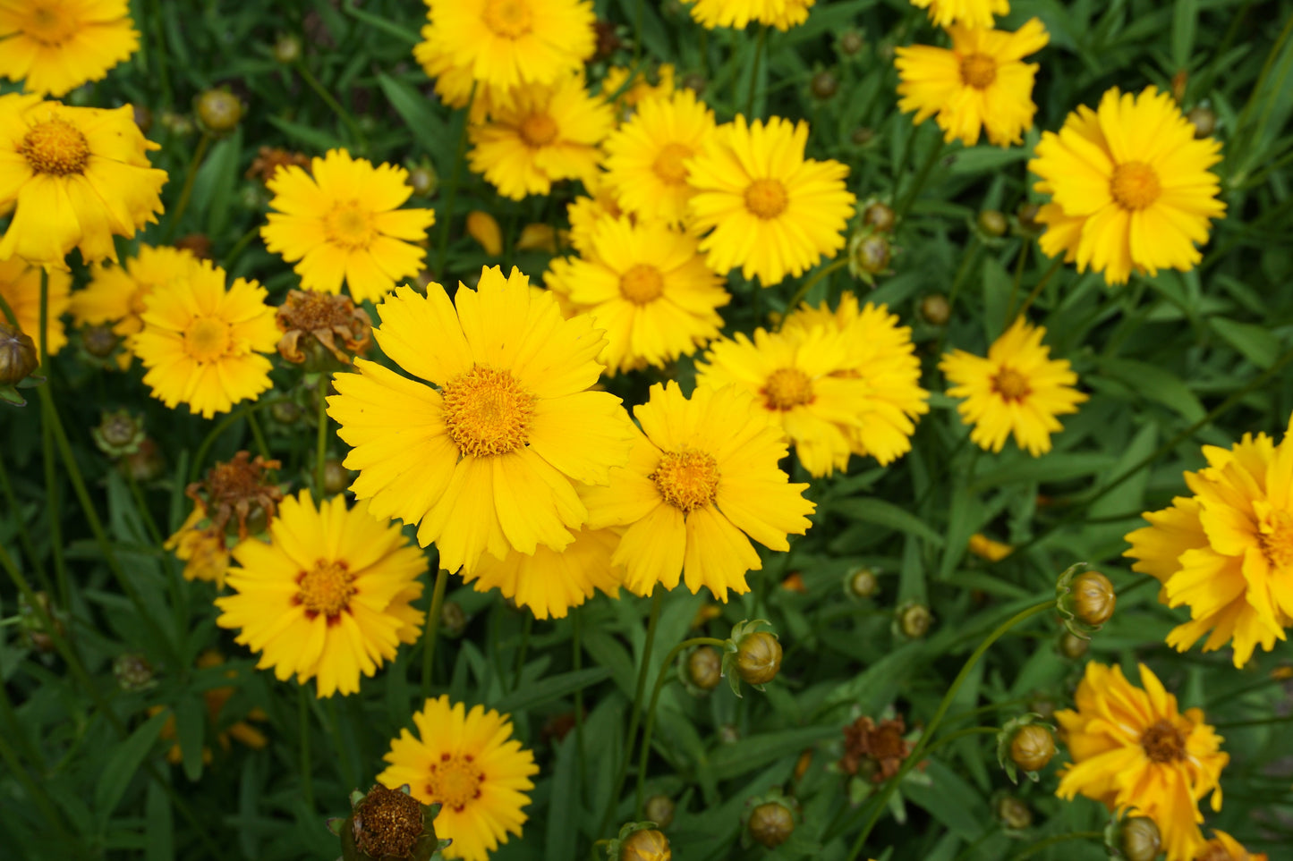 Coreopsis lanceolata --Lance-Leaf Coreopsis--
