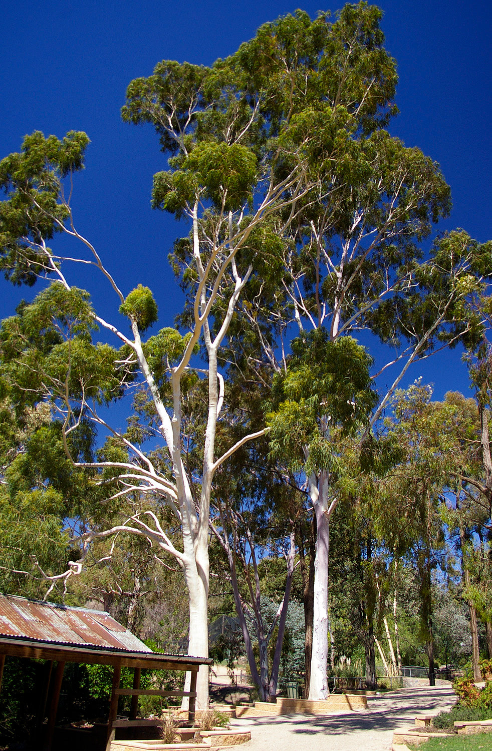 EUCALYPTUS 'Lemon' --Corymbia citriodora--