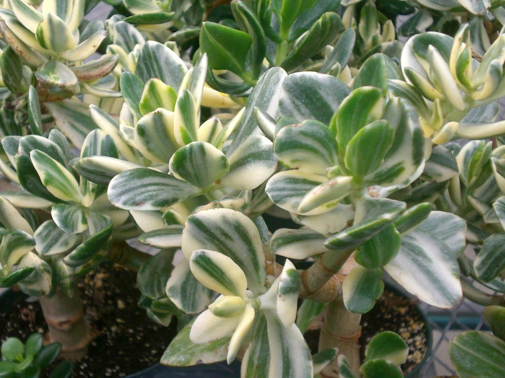 Crassula ovata --Lemon Lime Jade Plant--